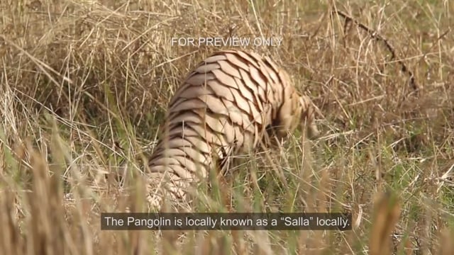 Pangolins in Peril
